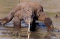 /album/jesteri-/v-komodo-jpg/